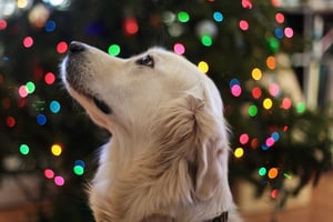 Dog in front of Christmas Tree