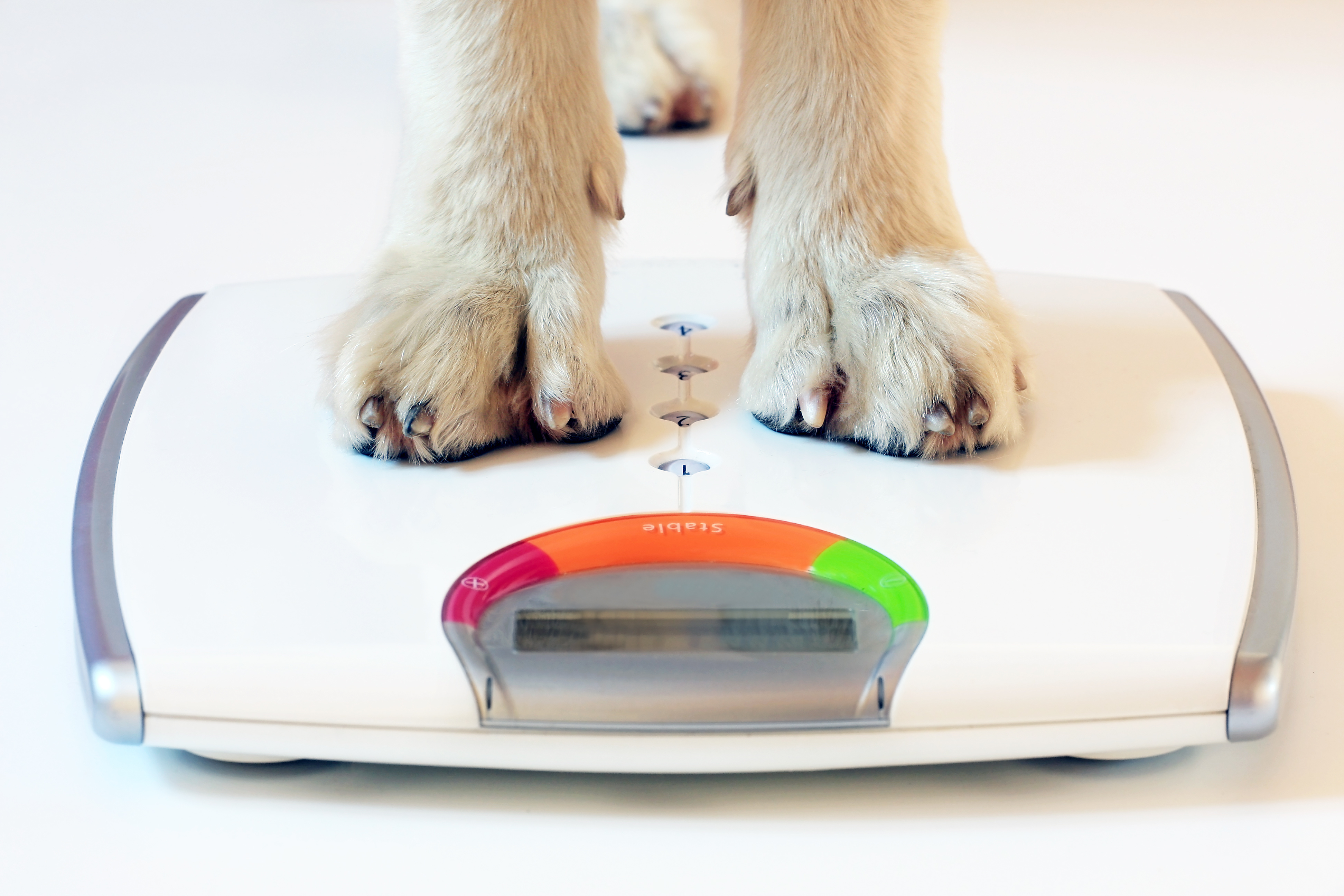 4 Lifestyle TIPS For Overweight Dogs