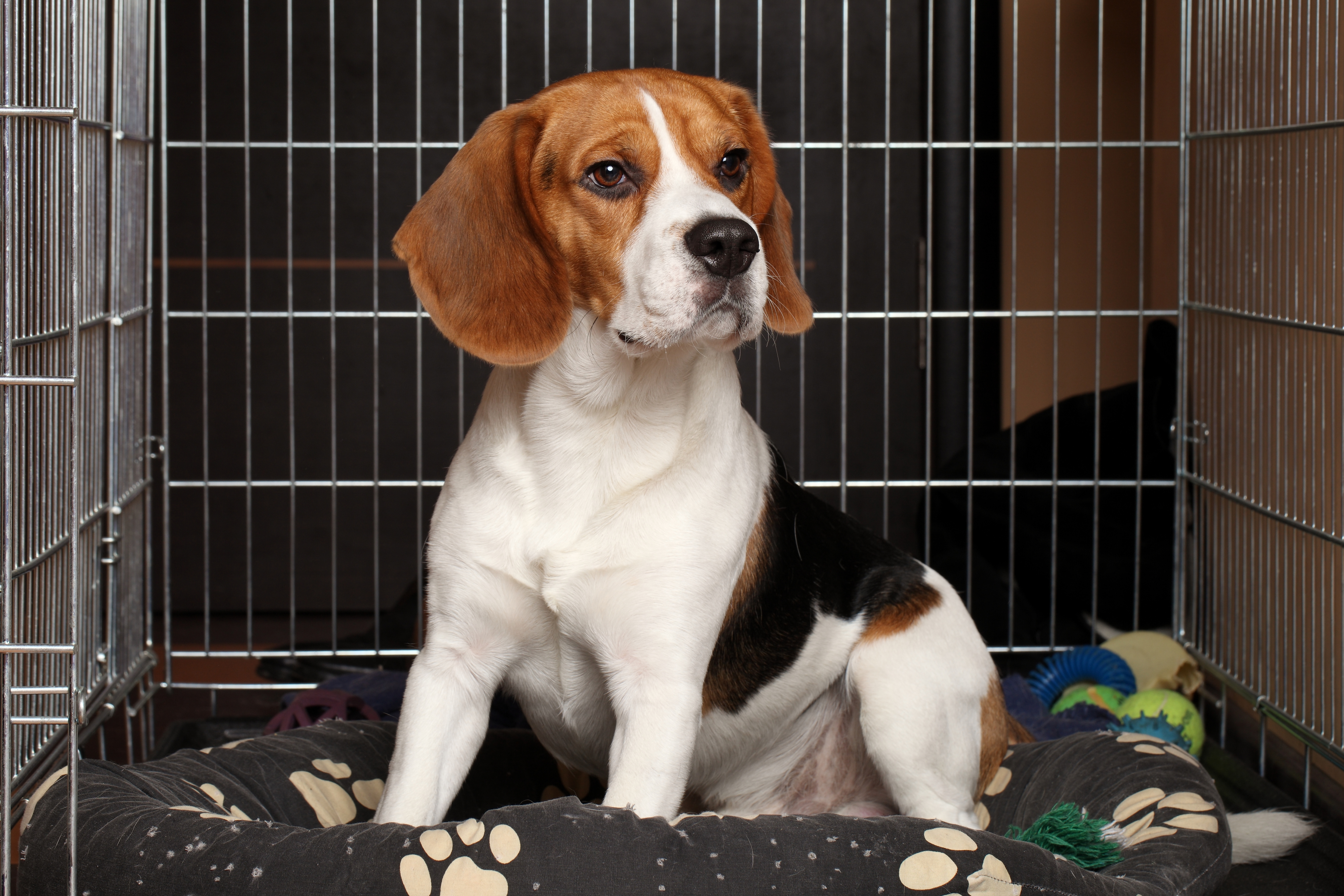 6 Ways to Make Crate Training Easier