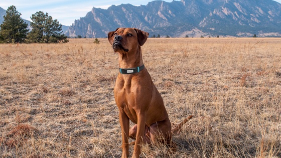 Dog Friendly Training Tips: What to Know Before Using Smart Collars