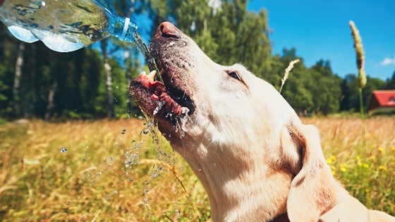 How to Beat the Heat and Keep Your Pup Cool this Summer!