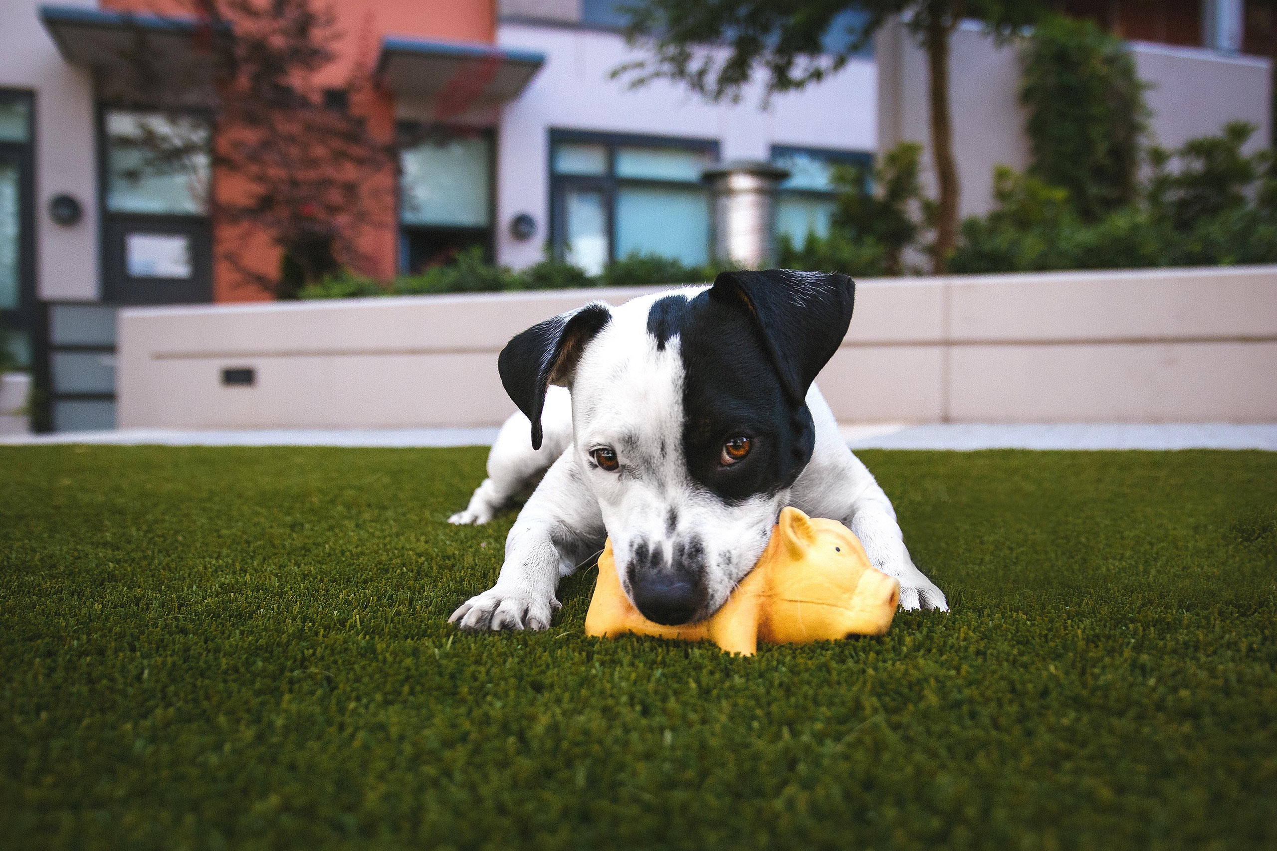 6 tips for Leaving great pet sitting instructions